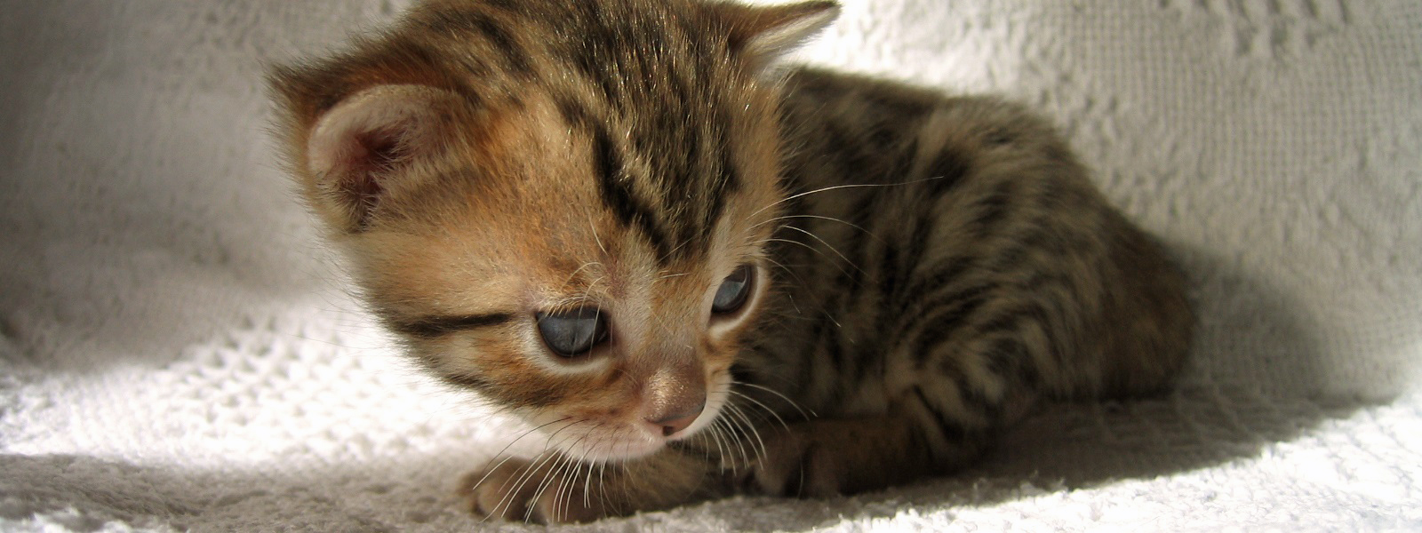 Honden en katten registreren bij huisdier-registratie