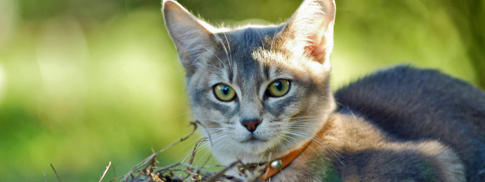 Honden en katten registreren bij huisdier-registratie