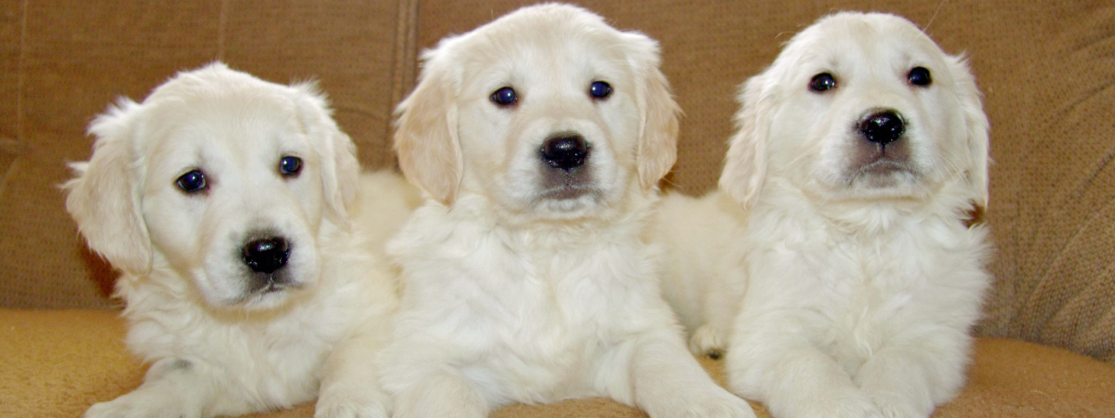 Honden en katten registreren bij huisdier-registratie